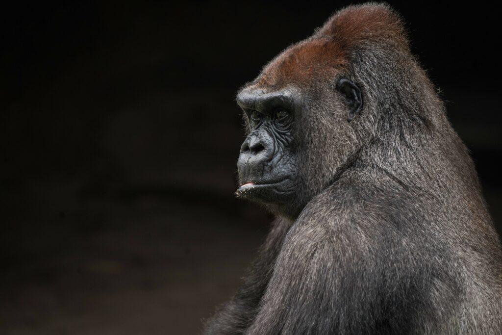 Gorilla Trekking in Uganda